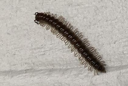 Thumbnail image for Controlling Millipedes In and Around Homes